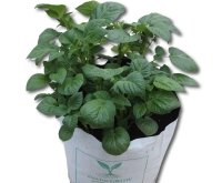 An example of a strong, healthy potato plant grown using our kit.