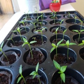 doctor grow chilli growing propagator seed tray coir discs